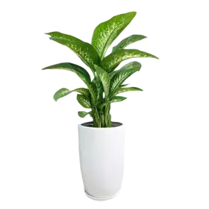 Cây vạn niên thanh, loại to để trang trí cửa văn phòng chậu bằng sứ màu trắng cao 90cm - Ảnh 1