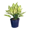CÃ¢y ngá»c ngÃ¢n, gá»“m cháº­u nhá»±a cao 40cm - Ảnh 1
