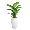 Cây vạn niên thanh, loại to để trang trí cửa văn phòng chậu bằng sứ màu trắng cao 90cm - Ảnh 1